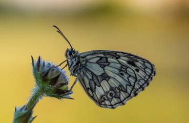 Obraz premium Polowiec szachownica 4 