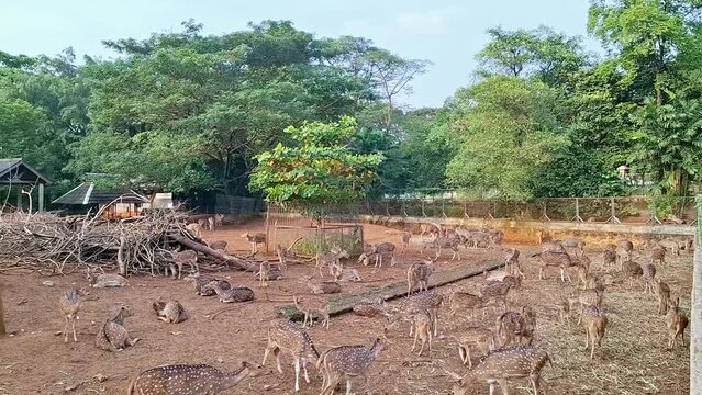 Ragunan Zoo, Jakarta, Indonesia : Footage of Rusa Tutul, Cheetal, Chital, Axis deer or Spotted deer are gathered in the enclosure enjoying the grass and a herd of spotted deer are gat 