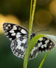 Polowiec szachownica 4