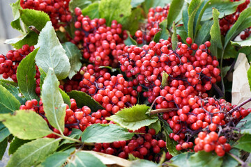 Fresh red elderberry or Sambucus racemosa fruit harvested in june to prepare herbal tincture or syrup