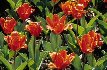 Tulipa kaufmanniana 'Early Harvest', Tulipe