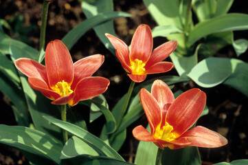Obraz premium Tulipa kaufmanniana 'Fashion' , Tulipe