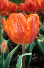Fototapeta premium Tulipa spp. triomphe 'Fire Queen' , Tulipe