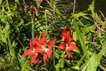 H&eacute;m&eacute;rocalle, Hemerocallis