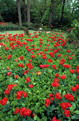 Tulipa spp. 'Stockolm', Tulipe, Parc floral, La Court d'Aron , 85, Vend&eacute;e, France