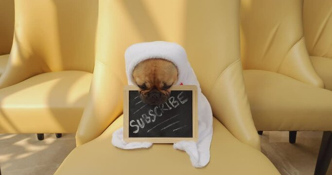 In quiet humble scene, puppy sits wrapped snugly in white blanket, sign held up with 'subscribe' scrawled in chalk. With tender gaze and tilt of head, newbie influencer ask support