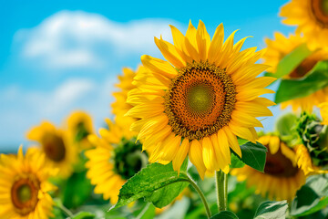 beautiful yellow sunflowers outside on a blue sky background