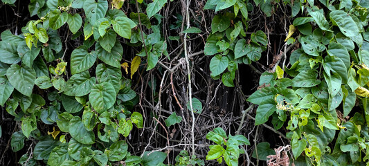 a wall of green leaves, with empty tendrils looking incomplete, wallpaper of pest leaves