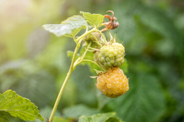 Obraz premium Yellow raspberrie on the branch in the sunlit
