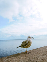 Seagull walks on the Baltic sea shore. High quality photo