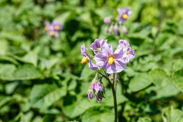 Potato flower, growing vegetables on a farm to provide food