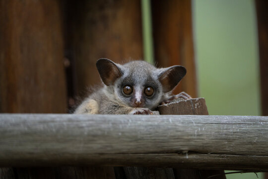 A cute baby lesser bushbaby sitting on a fence, Greater Kruger. 