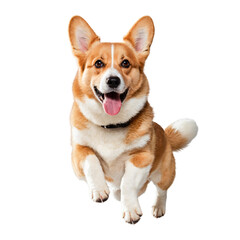 Corgi dog jumping , isolate on white background