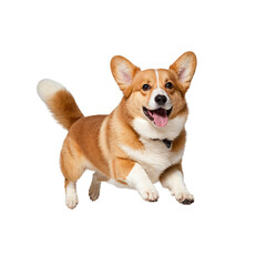 Corgi dog jumping , isolate on white background