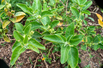 Ashwagandha green plant or withania somnifera plant grow in garden. ayurvedic medicine plant