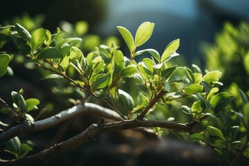 Obraz premium Autofocus landscape photo of twigs growing natural leaves