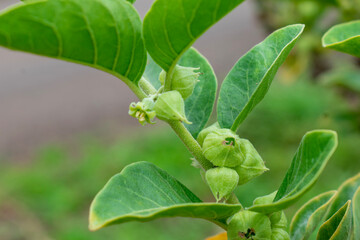 Obraz premium Ashwagandha green plant or withania somnifera plant grow in garden. ayurvedic medicine plant