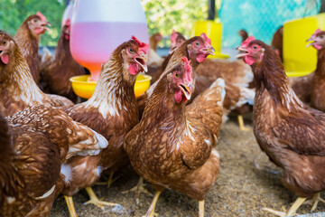 Female chickens in the chicken coop are raised to eat eggs. Eggs can be collected every day.
