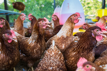Female chickens in the chicken coop are raised to eat eggs. Eggs can be collected every day. © bubbers