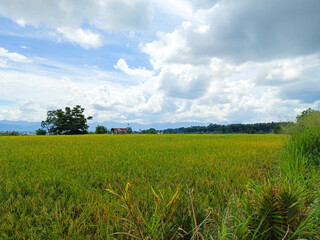 The beautiful view of the rice fields turns yellow during the day