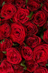 Many  dark red are a top view. floral background of roses
