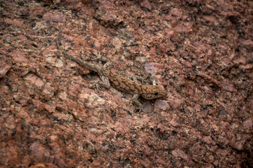Small lizard camouflages among the stones