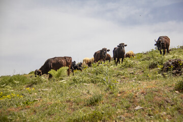 Herd of animals in the nature of Kurdistan province of Iran