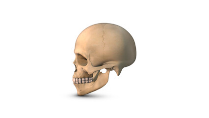 Human Cranium bone isolated on white background