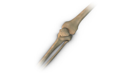 Human Patella bone isolated on white background