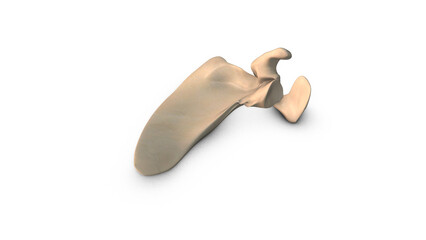 Human Scapula bone isolated on white background