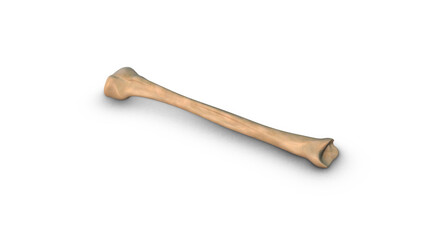 Human Tibia bone isolated on white background