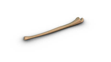 Human Ulna bone isolated on white background