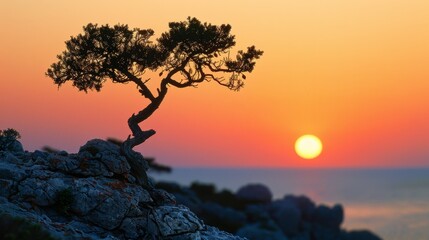 Juniper's Silhouette in the Evening Light