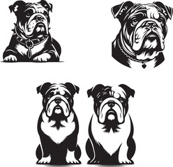 bull dog silhouette with white background