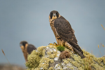Young Peregrine Falcon on Rock
