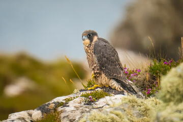 Young Peregrine sitting on a rock