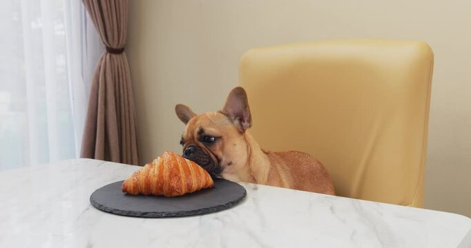 Cute, tentative French Bulldog puppy sniffs croissant on table, nervously nosing pastry. Shy puppy hesitantly attempts to lick treat but then pulls back, appearing bashful and comical