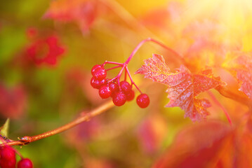 Red berries of viburnum in the wild