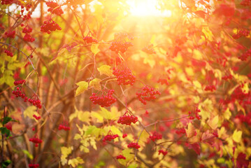 Red berries of viburnum in the wild