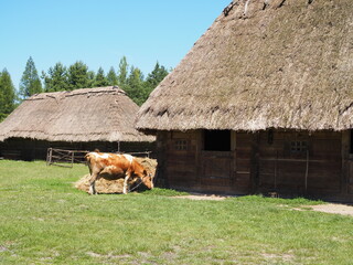 Krowa i stare chaty pokryte strzechą w skansenie © EwaAF