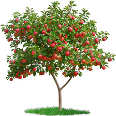 apple tree with apples