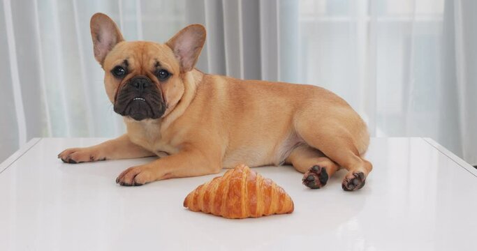 Funny French Bulldog puppy lies on low coffee table beside croissant, looking puzzled at camera. With silly expression, puppy glances at pastry before shyly licking its front paw.