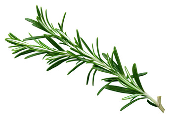 Fototapeta premium PNG Rosemary plant green herbs transparent background
