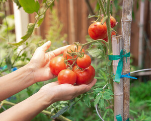 Lady hands holding cluster of tomatoes ripen on vine branches with bamboo stakes, cage support at kitchen garden in Dallas, Texas, wooden fence background, organic homegrown Dona heirloom variety