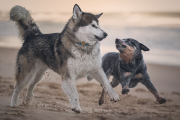 Two dogs playing on the beach