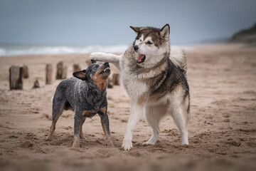 Two dogs playing on the beach