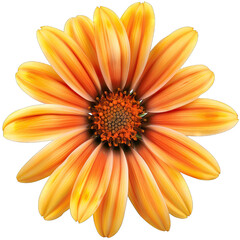 Obraz premium Flower Isolated