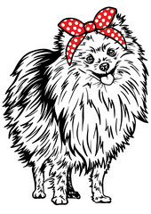 Pomeranian SVG, Dog Breed SVG, Dog SVG, Pet SVG, Cat SVG, Best Friend SVG, Guard SVG, Dog Lover SVG, Peeking Animal SVG, Pomeranian Silhouette, Pomeranian Vector, Clipart, Cut file for Cricut PNG, JPG