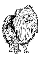 Pomeranian SVG, Dog Breed SVG, Dog SVG, Pet SVG, Cat SVG, Best Friend SVG, Guard SVG, Dog Lover SVG, Peeking Animal SVG, Pomeranian Silhouette, Pomeranian Vector, Clipart, Cut file for Cricut PNG, JPG