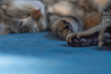 Selective focus background image of a house cut relaxing sleeping on the couch, domesticated pet theme, bokeh background, pets fur close up